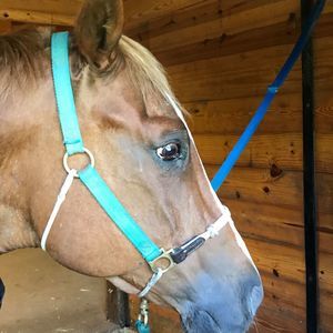 Meet your Posher, Pat